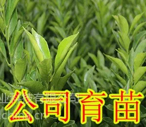 �Ƹ���Ӧ�����۽�����Ƹ������۽�������������Ƹ������۽������ۼ۸�