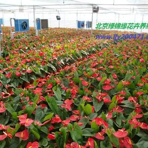 丰台汉威花卉绿植租赁租摆服务、汉威花卉绿植销售出租公司