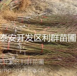 供应桃树苗 优质品种桃树苗 桃树树苗批发 桃树嫁接苗 桃树苗价格