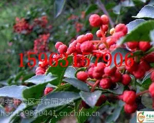 ʨ��ͷ�����繩Ӧ ʨ��ͷ��������
