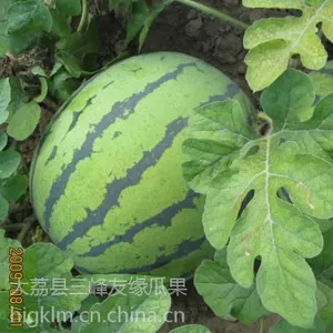 陕西西瓜批发大荔金城5西瓜基地甜王西瓜价格京欣西瓜产地