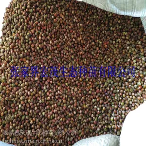 沙藏红豆杉种子,发芽率80%,红豆杉栽培技术