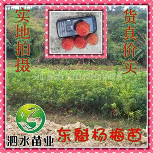 供应供应东魁杨梅苗 东魁杨梅树苗批发 杨梅苗销售 世界的杨梅品种