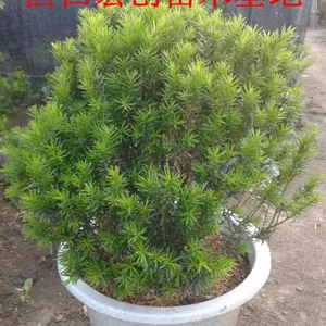 辽宁红豆杉种苗基地、东北红豆杉价格、红豆杉盆景