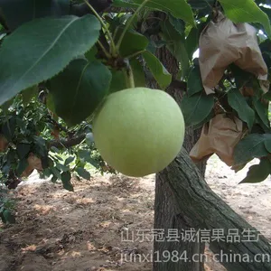 供应2014年绿宝石梨供应商/绿宝石梨产地