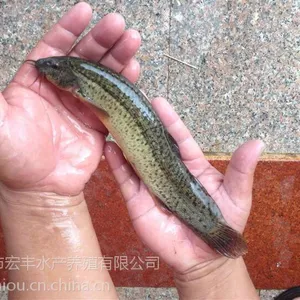 广州市宏丰水产供应纯种台湾泥鳅水花