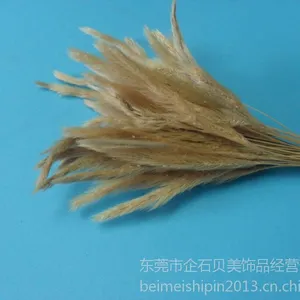 供应狗尾草/兔尾草供应商/干草供应商/干草干花/狗尾巴草