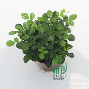 供应高度:20~25 冠幅:≥10cm,九里香,适宜温度:≥5℃耐寒