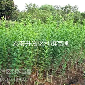 ��Ӧ������ ����ʵ���� ���������