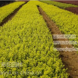 大量供应金叶女贞小苗 15-45公分高金叶女贞