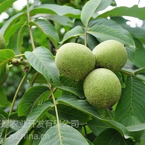 薄壳核桃苗价格,薄壳核桃苗基地,薄壳核桃苗品种