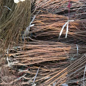 杏树树苗基地 泰安润佳农业杏树苗基地品种全 价格优惠 产量高