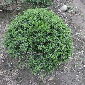 成都苗木基地供应金禾女贞 成都金禾女贞价格 成都金禾女贞苗木基地