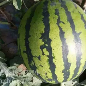 3万亩陕西西瓜基地_甜王_京欣10斤起步价格便宜!西瓜价格行情