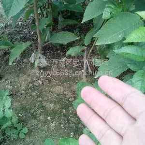 ������ӣ���磬���ӣ�Ҽ޽��磬1�׸�ӣ����۸�