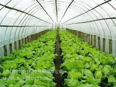 蔬菜温室建设|山东超值的蔬菜温室大棚建设