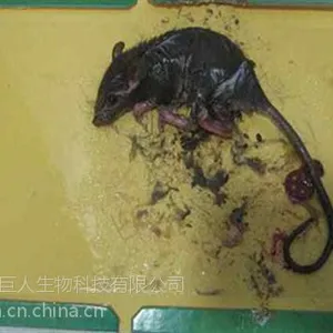 怀柔区灭老鼠_室内灭老鼠_绿巨人消灭老鼠(多图)