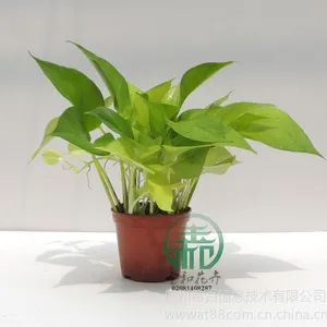 供应高度:26~30 冠幅:20~26cm,黄金葛,适宜温度:≥5℃较耐寒