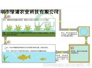 鱼、菜共生系统设施
