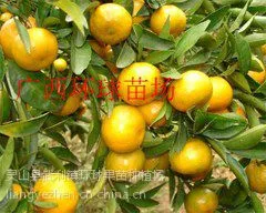 供应皇帝柑苗 马水桔 茂谷柑苗 新品种 皇妃贡柑苗 未熟就很甜 清甜