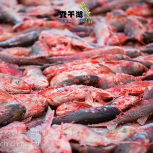 吉林查干湖鱼代理***_查干湖鱼价格