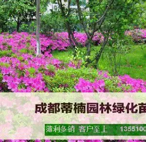 成都苗木基地供应夏鹃 成都夏鹃价格 成都夏鹃苗木基地