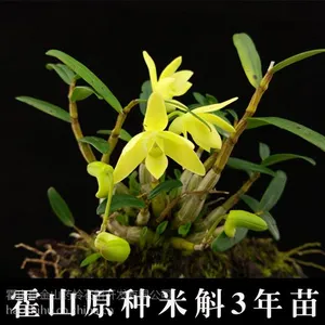 霍山米斛3年成苗第4年可采收食用太平畈石斛源产地种植