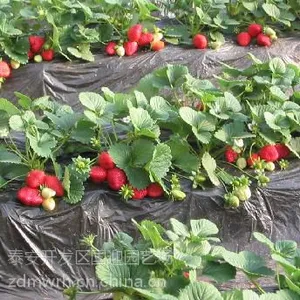 2016重庆脱毒红颜草莓苗价格/2016天津组培红颜草莓苗价格