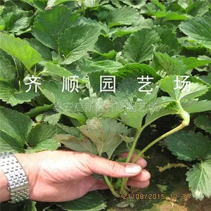 章姬草莓苗木基地 草莓苗***格