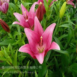 花的祝福【山东青州百合种植基地 】