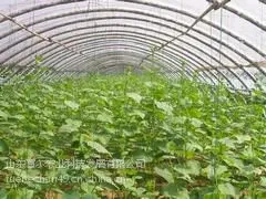 蔬菜温室大棚建设|优质的蔬菜温室大棚建设就在富尔农业科技