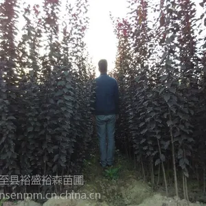 红叶李小苗批发价格 一年生红叶李小苗\\陕西周至小苗供应商