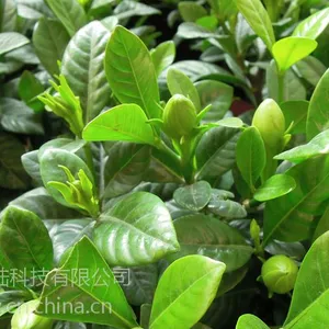 武汉鲜花满天星同城送货,送给暗恋的人,可定制定时***定人
