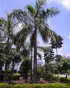 东莞市塘厦博信电子仪器经营部