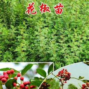 出售大红袍花椒苗