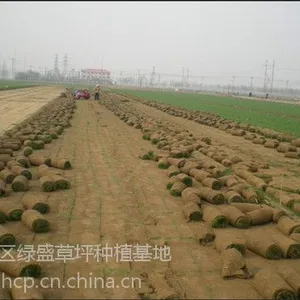 四季青早熟禾草坪|小区学校专用混播草坪