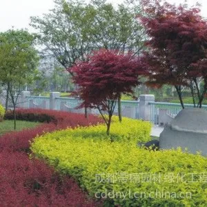 供应成都红枫价格  成都红枫报价红枫品种红枫规格