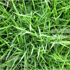 马尼拉草坪 出售6000平方绿化草坪