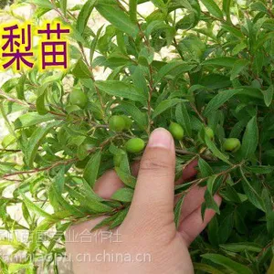 供应欧梨苗、欧梨种子、欧梨苗价格、1-3年欧梨苗批发、欧梨别名钙果