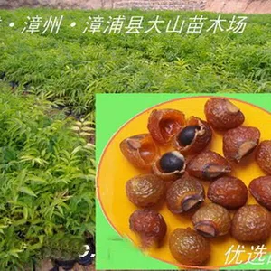 供应无患子种子,洗手果,优良品种,大果实