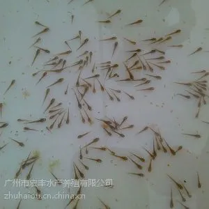 广州市宏丰水产养殖有限公司供应台湾泥鳅水花