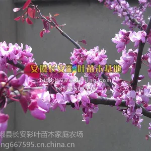 ��Ҷ��ľ��Ҷ���ô��Ͼ�����������