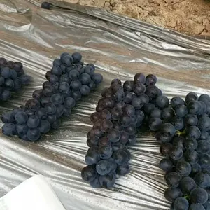 陕西夏黑葡萄基地户太葡萄价格产地批发红提葡萄销售