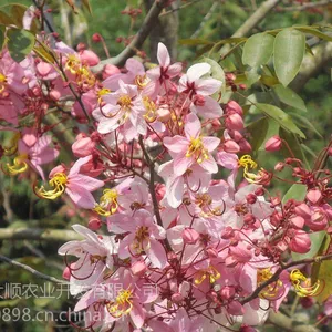 春樱花旗木苗