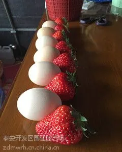 2016天津组培红颜草莓苗价格/2016天津脱毒红颜草莓苗苗价格