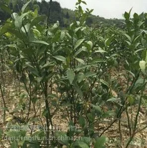 2017春节用品质量好Ⅻ春节用品2018