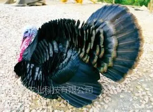 火鸡苗
