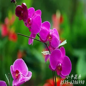 牟平区小平花卉种植园