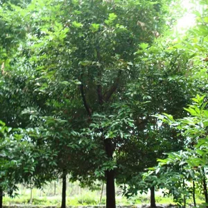 天竺桂价格 天竺桂价格 天竺桂图四川天竺桂价格