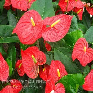 【红掌种植基地 红掌批发 红掌价格】